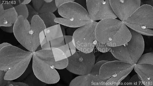Image of Shamrock