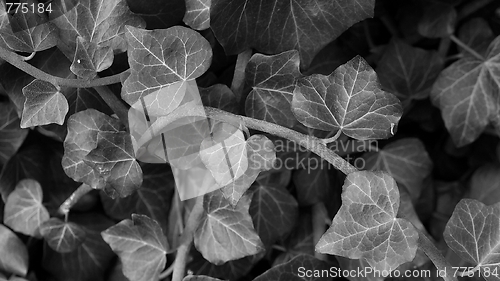 Image of Ivy