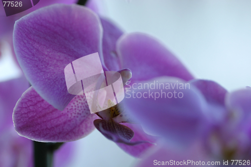 Image of Orchids