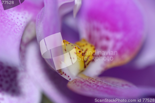 Image of Orchids