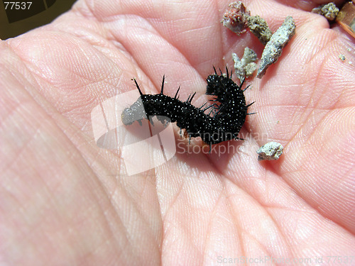 Image of Caterpillar 4