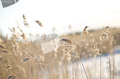 Image of Frozen hay