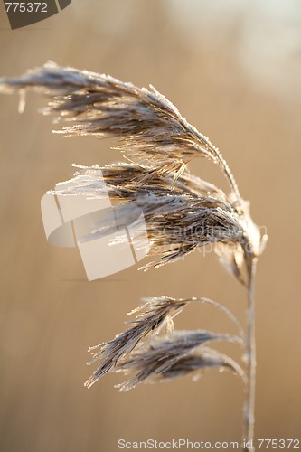 Image of Frozen hay
