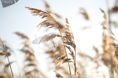 Image of Frozen hay