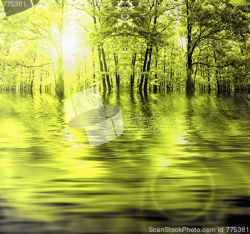 Image of Forest in autumn