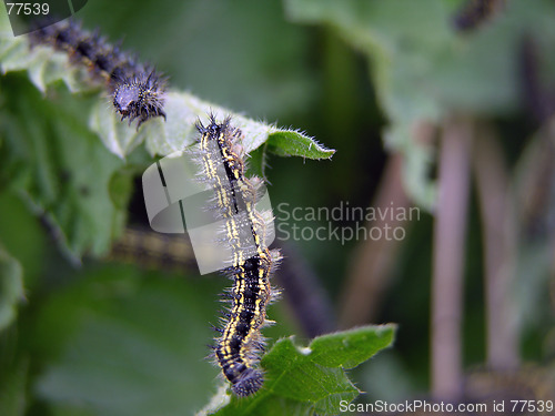Image of Caterpillar 1