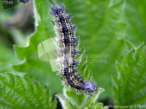 Image of Caterpillar 2