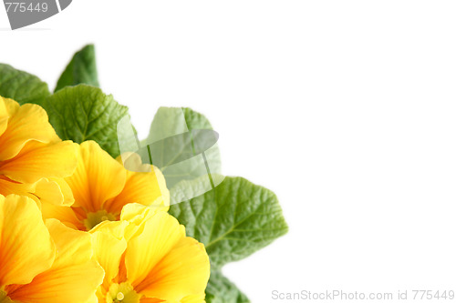 Image of Yellow primula