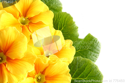 Image of Yellow primula