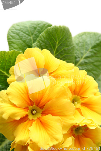 Image of Yellow primula