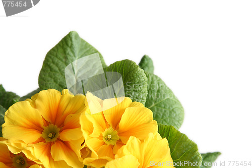 Image of Yellow primula