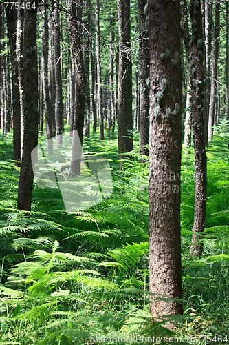 Image of Pine forest