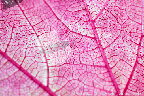 Image of Leaf macro