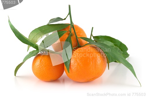 Image of Tangerines with leaves