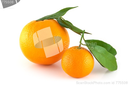 Image of Two perfectly fresh oranges