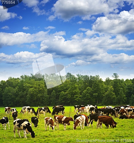 Image of Cows in pasture