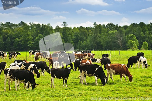 Image of Cows in pasture