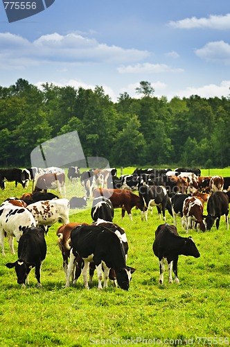 Image of Cows in pasture