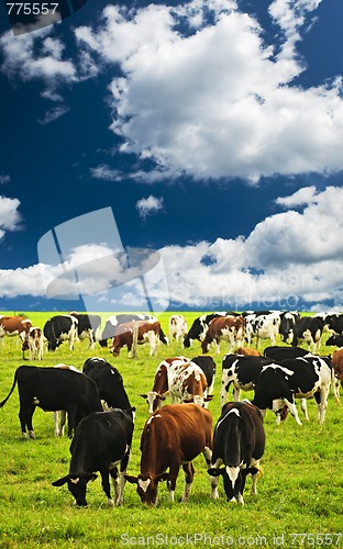 Image of Cows in pasture