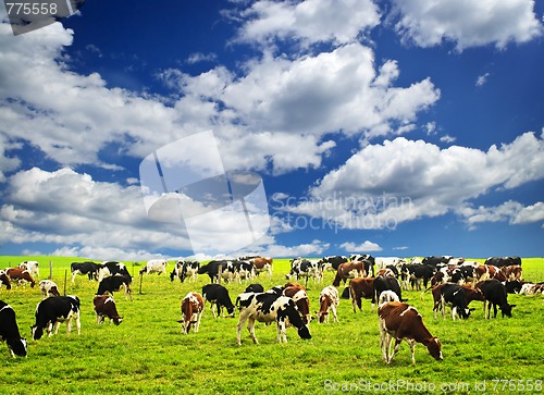 Image of Cows in pasture