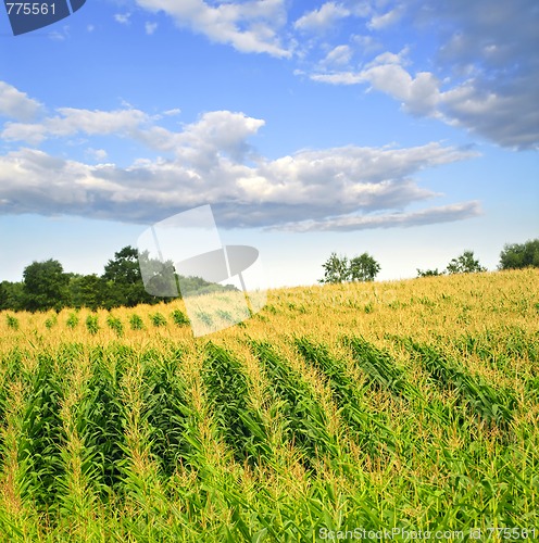 Image of Corn field