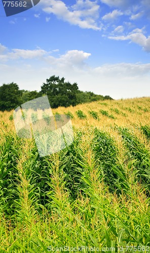 Image of Corn field