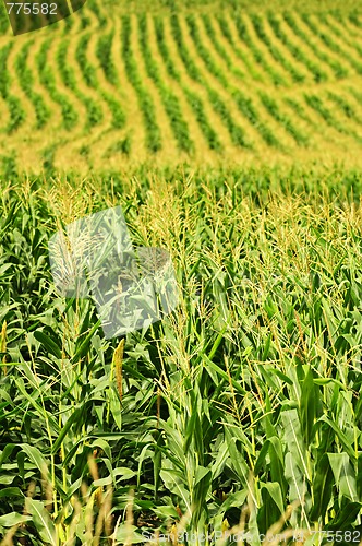 Image of Corn field