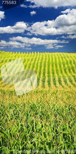 Image of Corn field