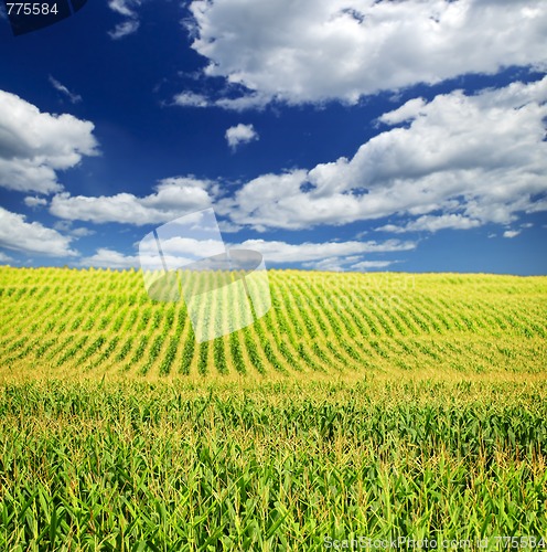 Image of Corn field