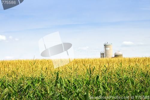 Image of Corn field with silos