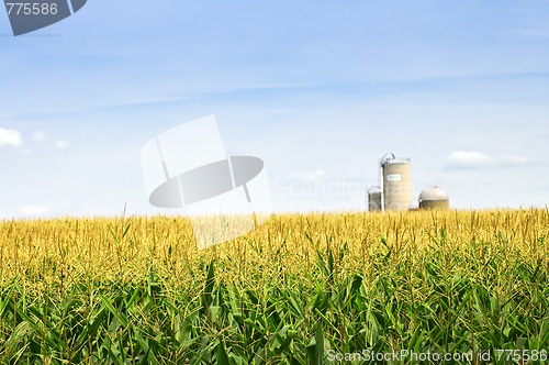 Image of Corn field with silos