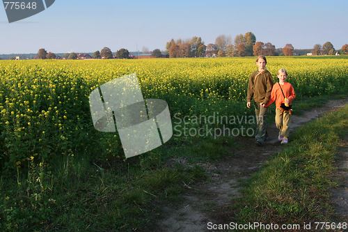 Image of Sunset over the rape field