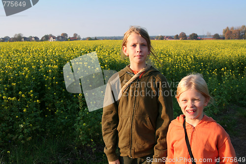 Image of Sunset over the rape field