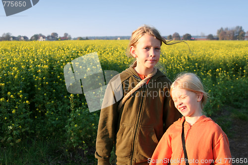 Image of Sunset over the rape field