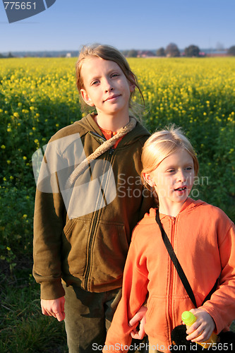 Image of Sunset over the rape field