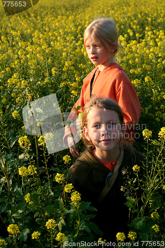 Image of Sunset over the rape field