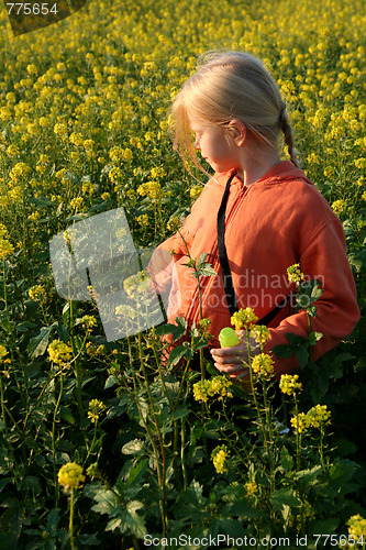 Image of Sunset over the rape field