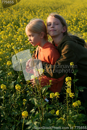 Image of Sunset over the rape field