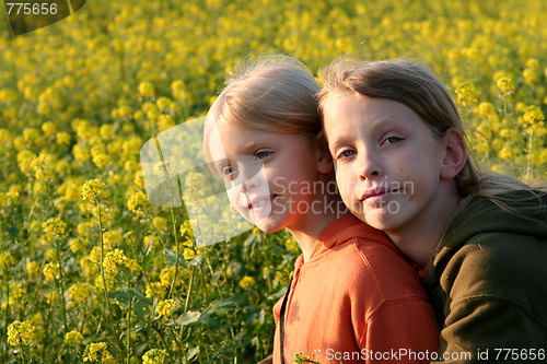 Image of Sunset over the rape field