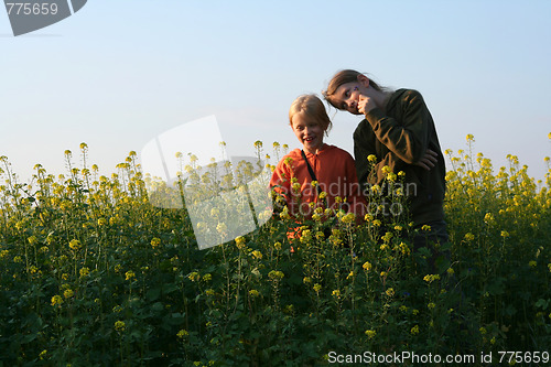 Image of Sunset over the rape field