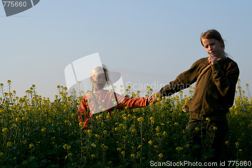 Image of Sunset over the rape field