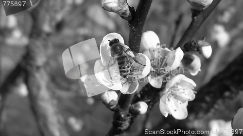 Image of Bee fetching nectar from flower