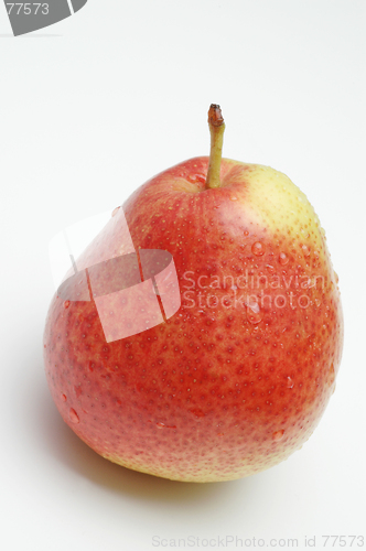 Image of one forelle