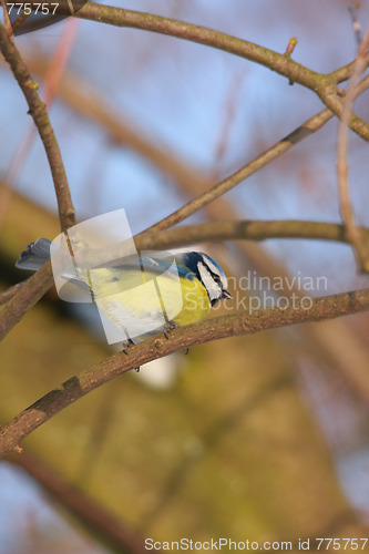 Image of blue tit