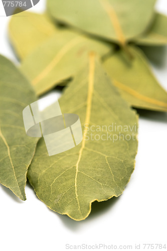 Image of bay leaves