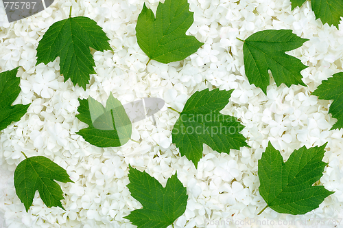 Image of Guelder rose blossoms and leaves - background