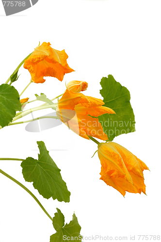 Image of Squash flower and leaves isolated on white