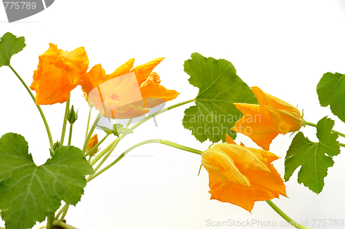 Image of Squash flower and leaves isolated on white