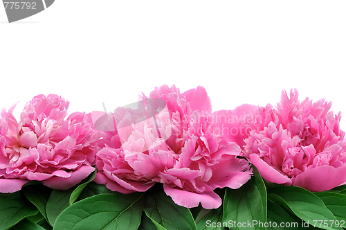 Image of Peony over white background