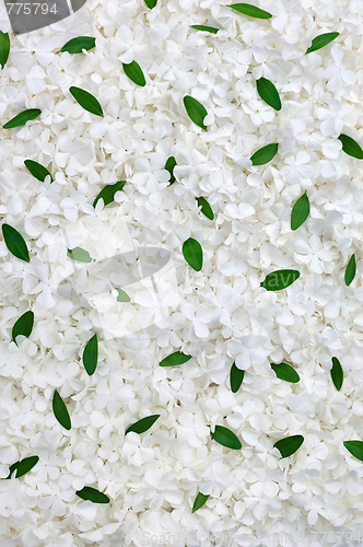 Image of Guelder rose blossoms and myrtle leaves - background